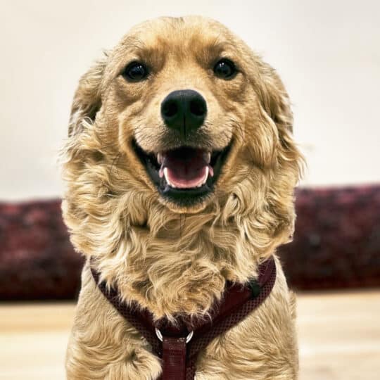 Portrait Hund